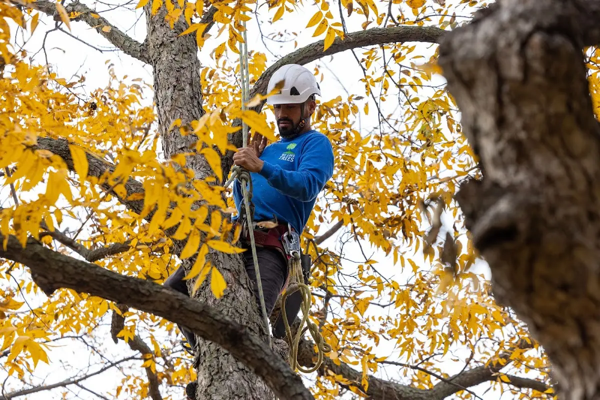 Skilled Tree Transplanting crew working in Belen