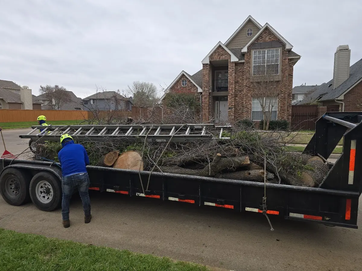Expert Tree Pest Control with proper safety equipment in Belen